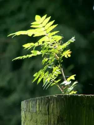 Natur im Aufbruch - Frühling im Elsass